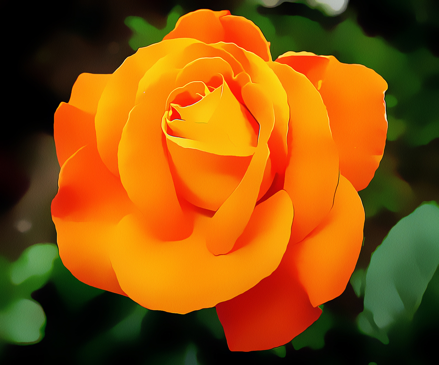 Flower,China Rose,Peach