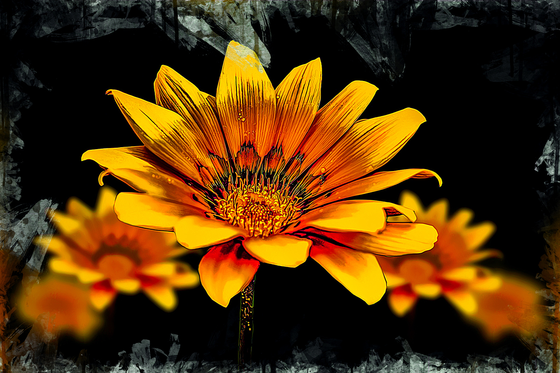 Flower,Perennial Plant,Sunflower