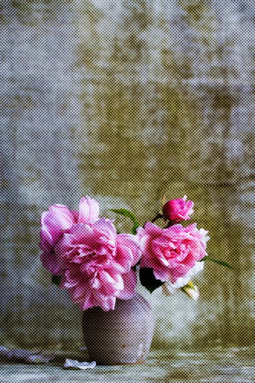 Pink,Flower,Rose