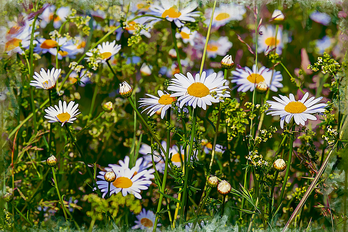Flower,Daisy,Flowering Plant