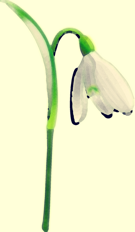 Snowdrop,Galanthus,Flower