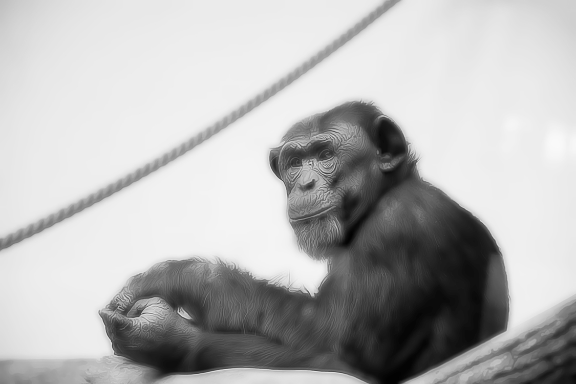 Common Chimpanzee,Snout,Blackandwhite