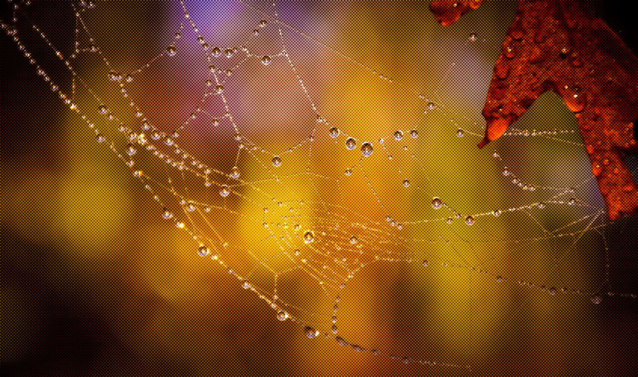 Water,Spider Web,Moisture