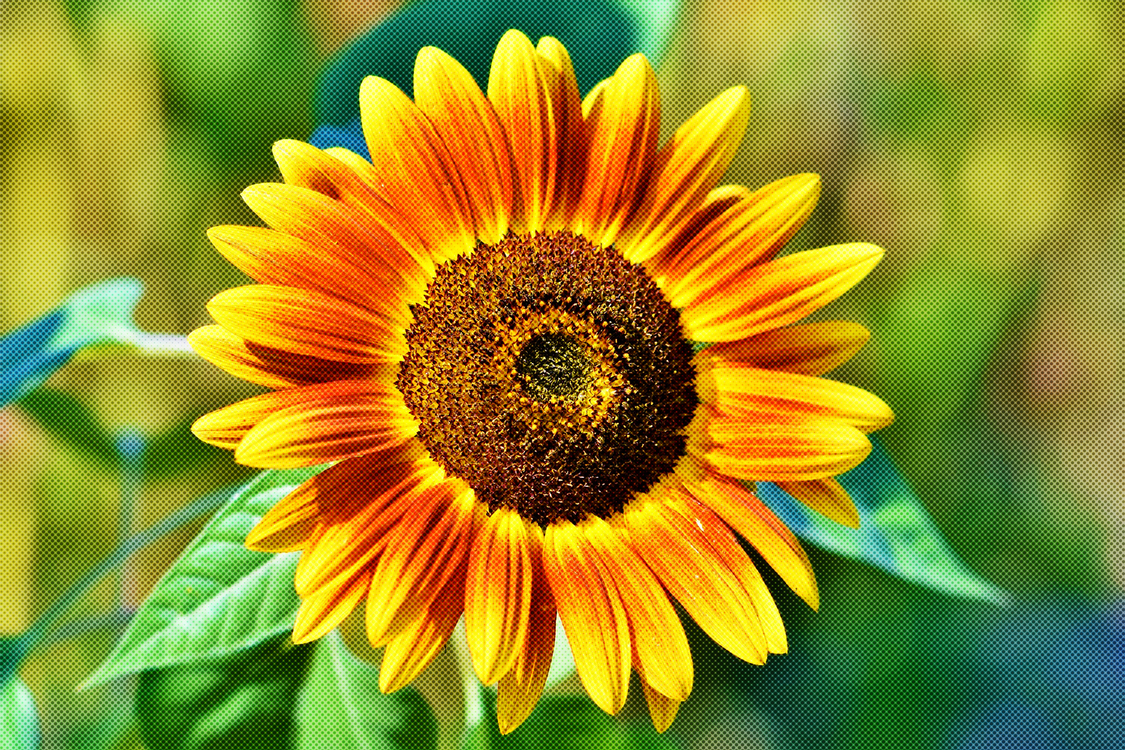 Flower,Sunflower,Flowering Plant