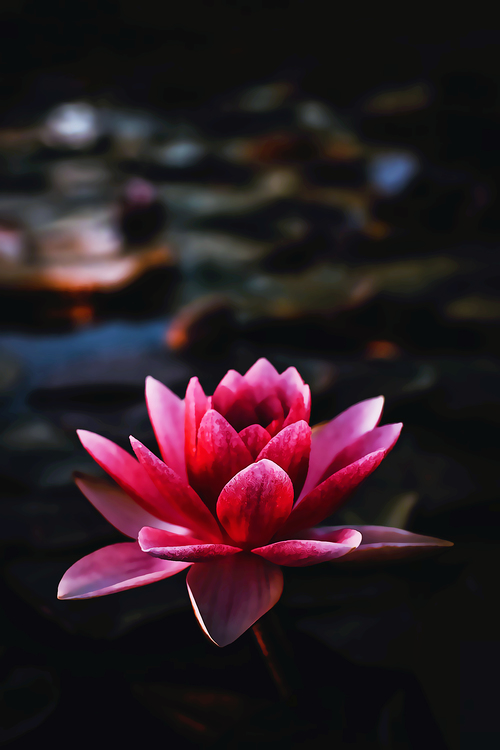 Pink,Petal,Sacred Lotus