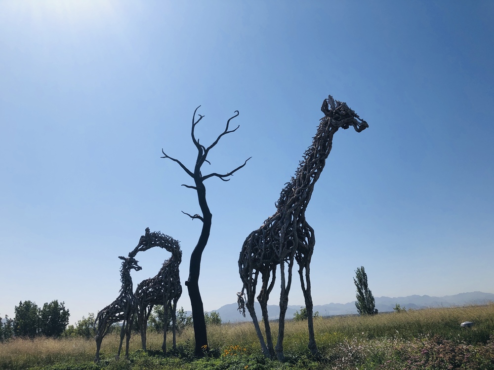 Giraffe,Tree,Giraffidae