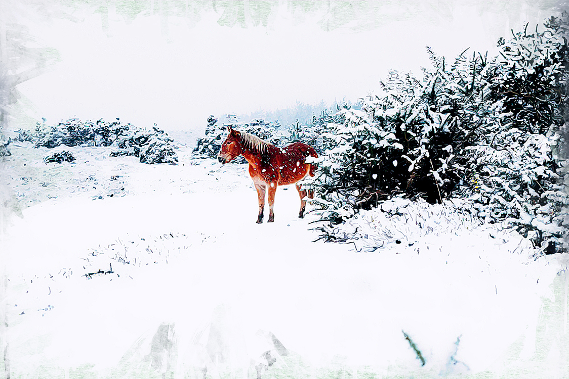 Snow,Winter,Wildlife