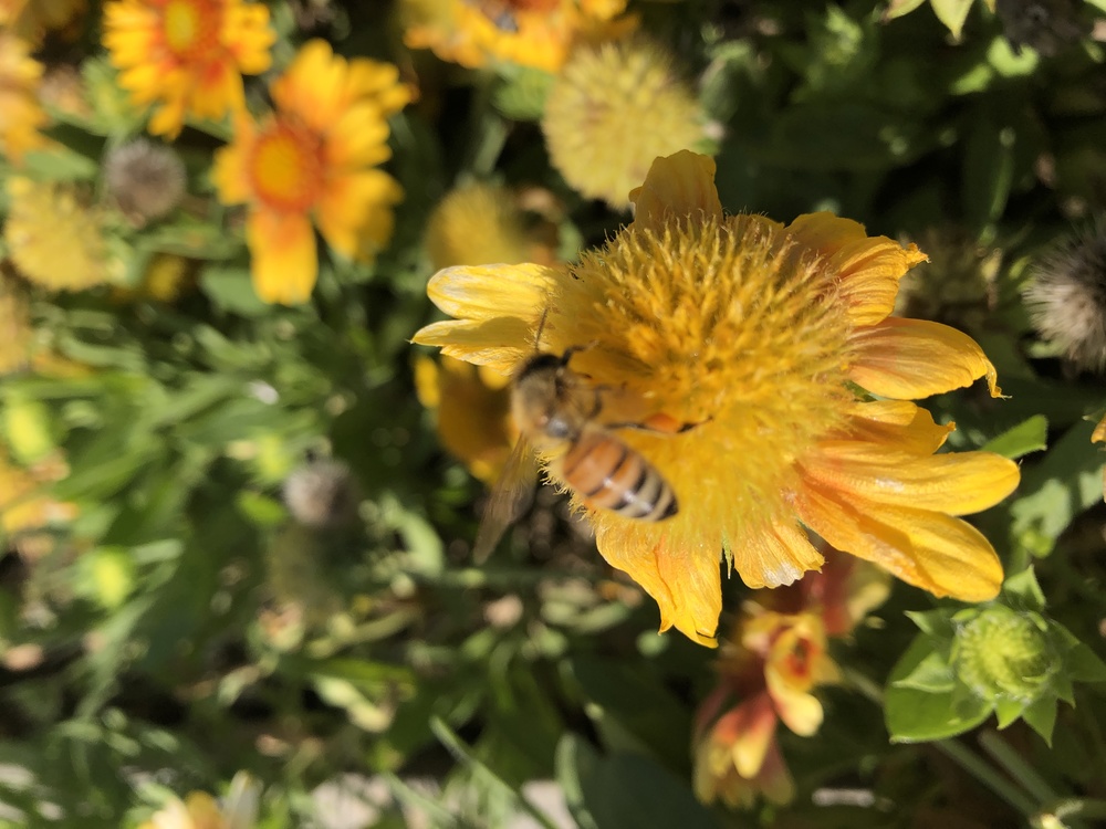 Flower,Honeybee,Bee