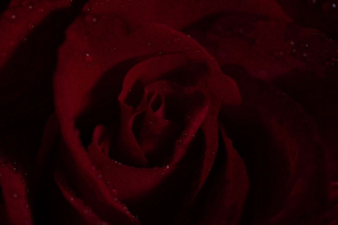 Rose,Garden Roses,Red