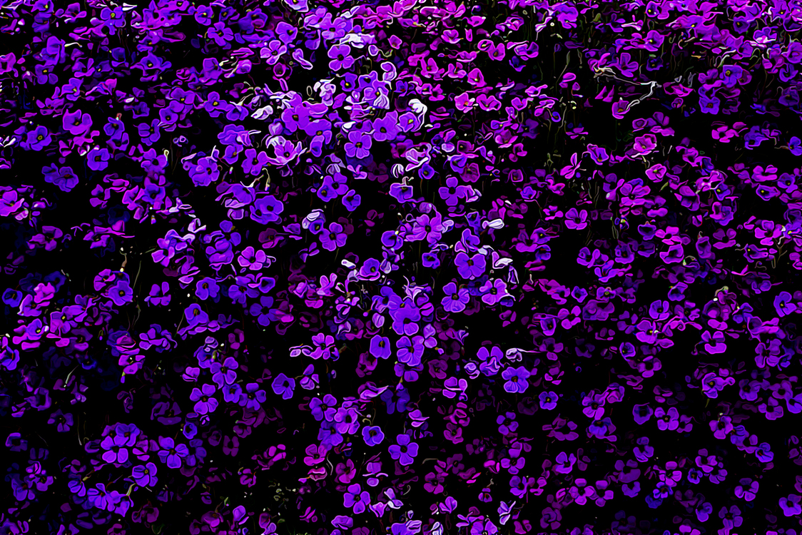 Purple,Violet,Lilac