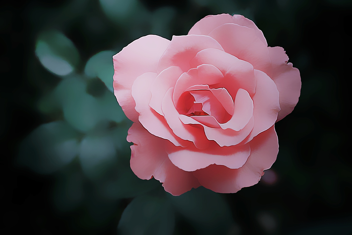 Flower,Flowering Plant,Julia Child Rose