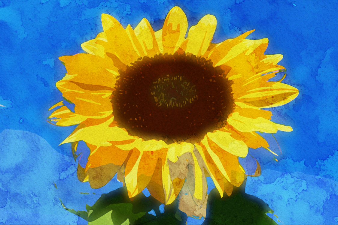 Flower,Sunflower,Flowering Plant