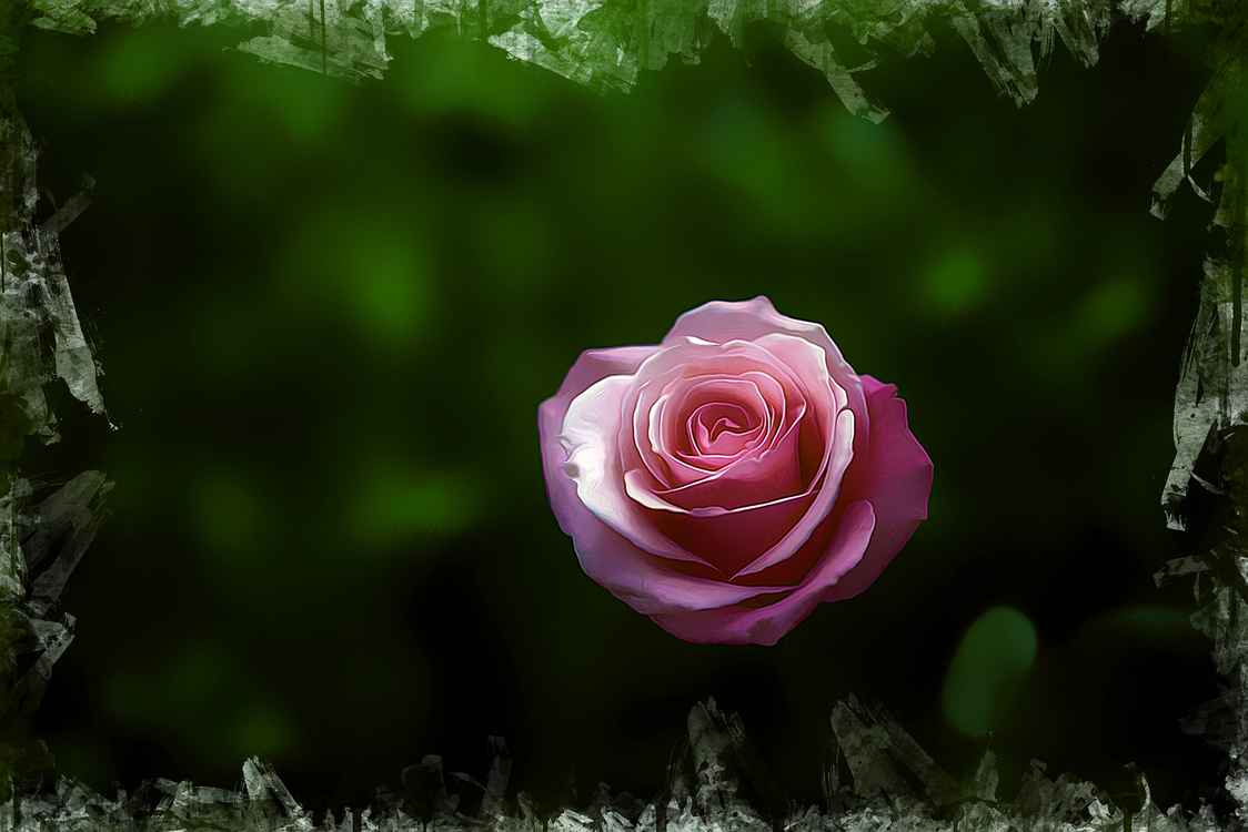 Pink,Garden Roses,Nature