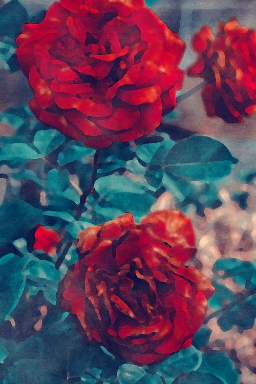 Garden Roses,Flower,Red