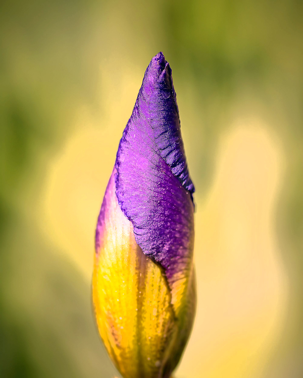 Flower,Bud,Purple