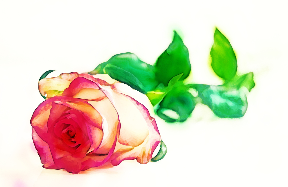 Garden Roses,Rose,Pink
