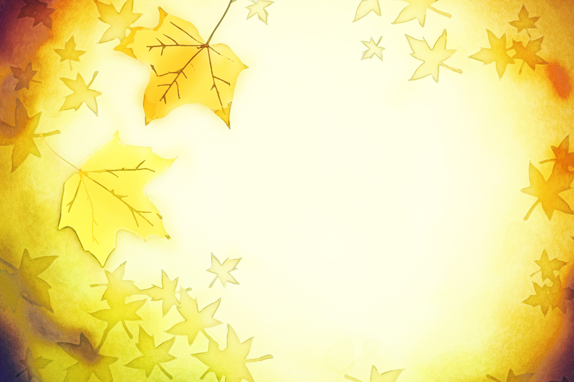 Yellow,Leaf,Maple Leaf