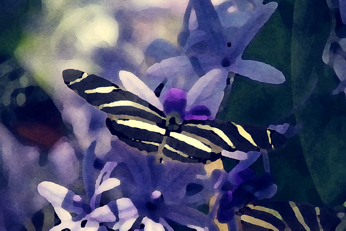 Cynthia Subgenus,Butterfly,Blue