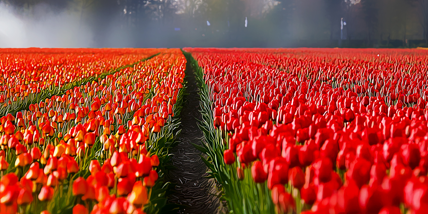 Red,Flower,Tulip