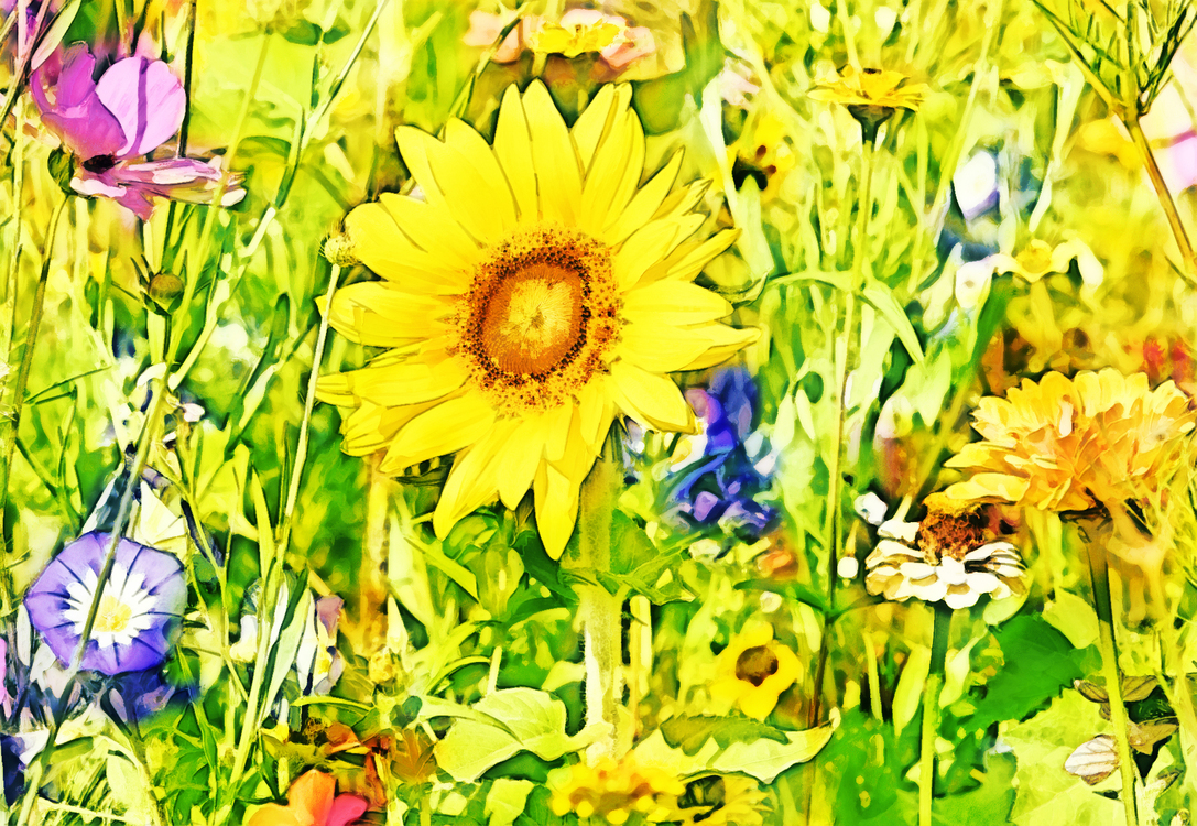 Flower,Yellow,Plant