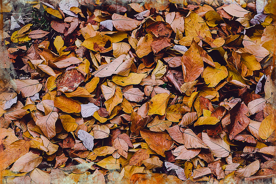 Leaf,Deciduous,Shellbark Hickory