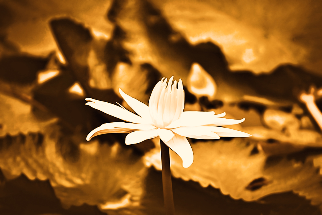 Flower,Aquatic Plant,Sacred Lotus