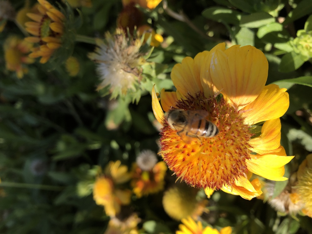 Honeybee,Flower,Bee