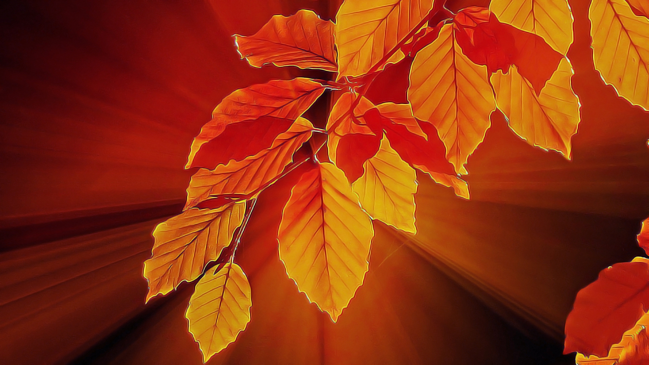 Leaf,Tree,Orange