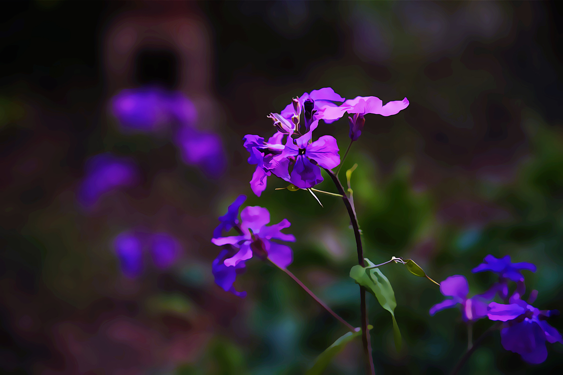 Flower,Flowering Plant,Violet