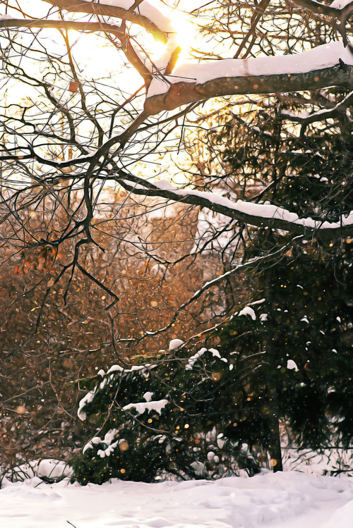 Snow,Tree,Branch