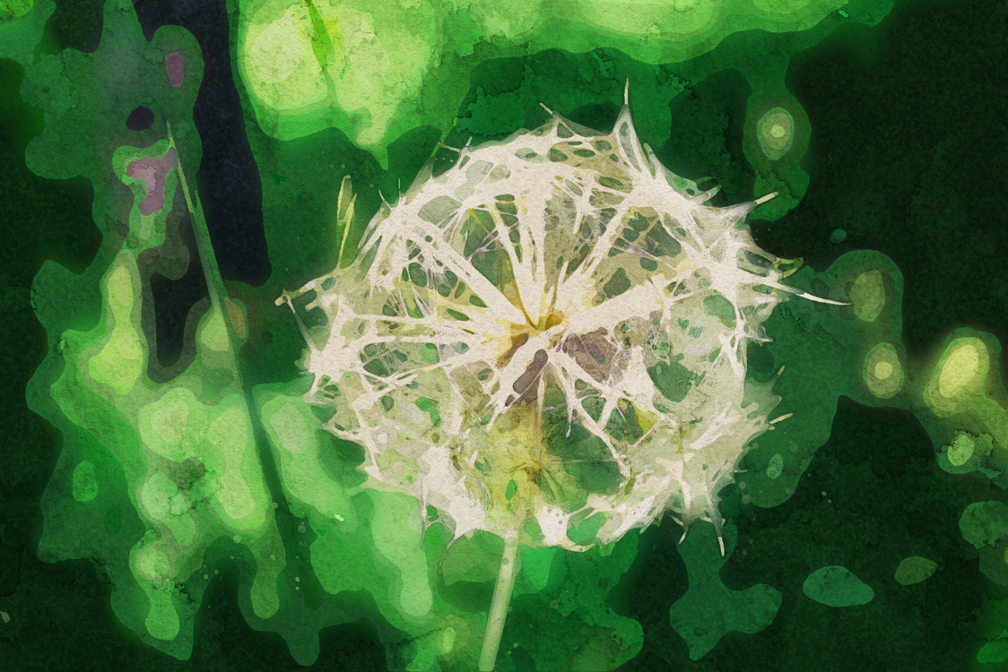 Green,Dandelion,Flower