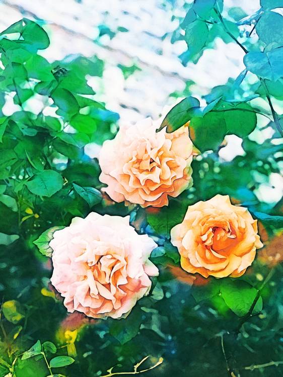 Flowering Plant,Julia Child Rose,Flower
