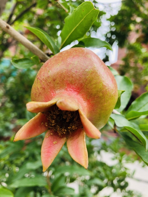 Pomegranate,Flower,Plant