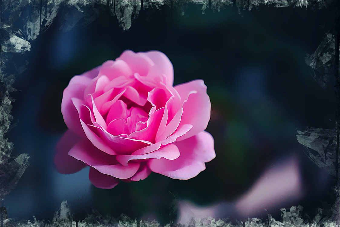 Pink,Garden Roses,Flower
