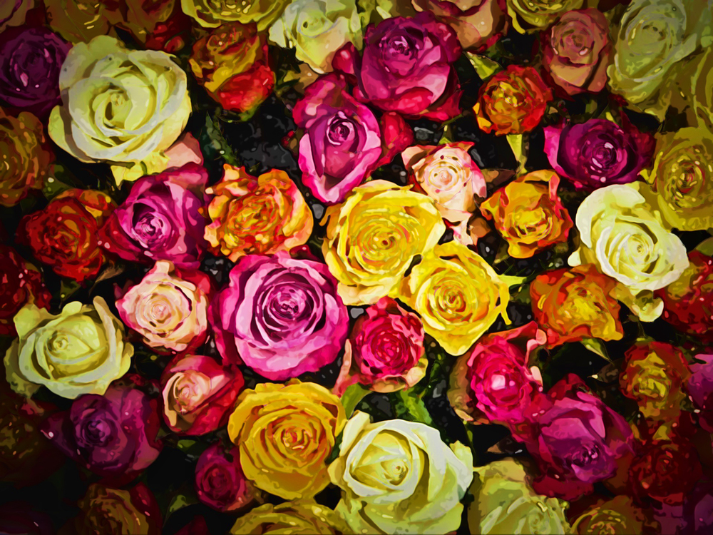 Flower,Garden Roses,Rose