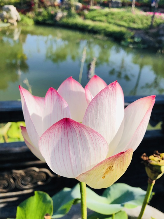 Flower,Flowering Plant,Lotus