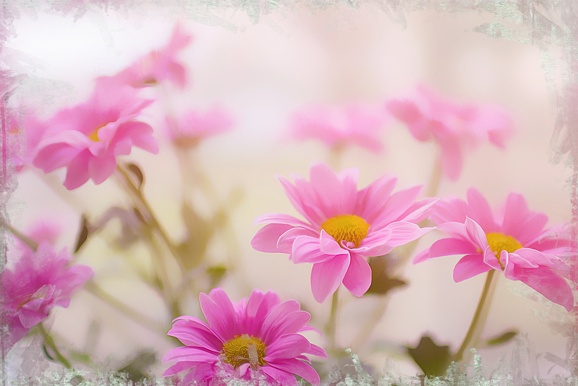 Flower,Pink,Petal