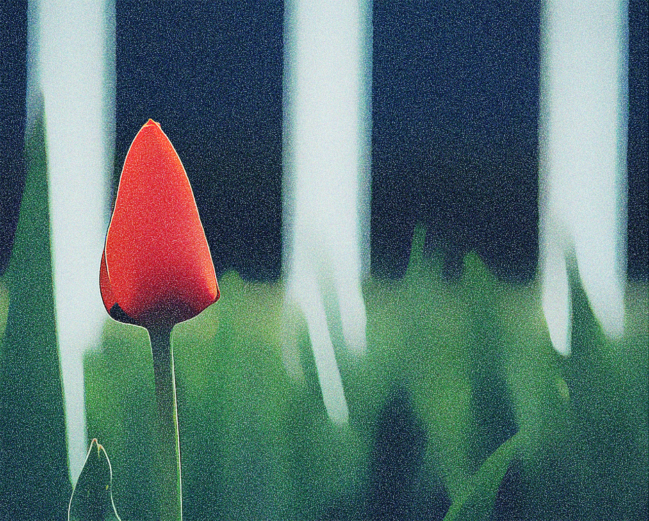 Green,Flower,Tulip
