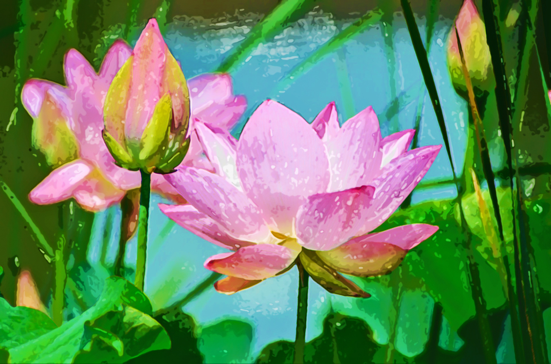 Flower,Lotus Family,Lotus