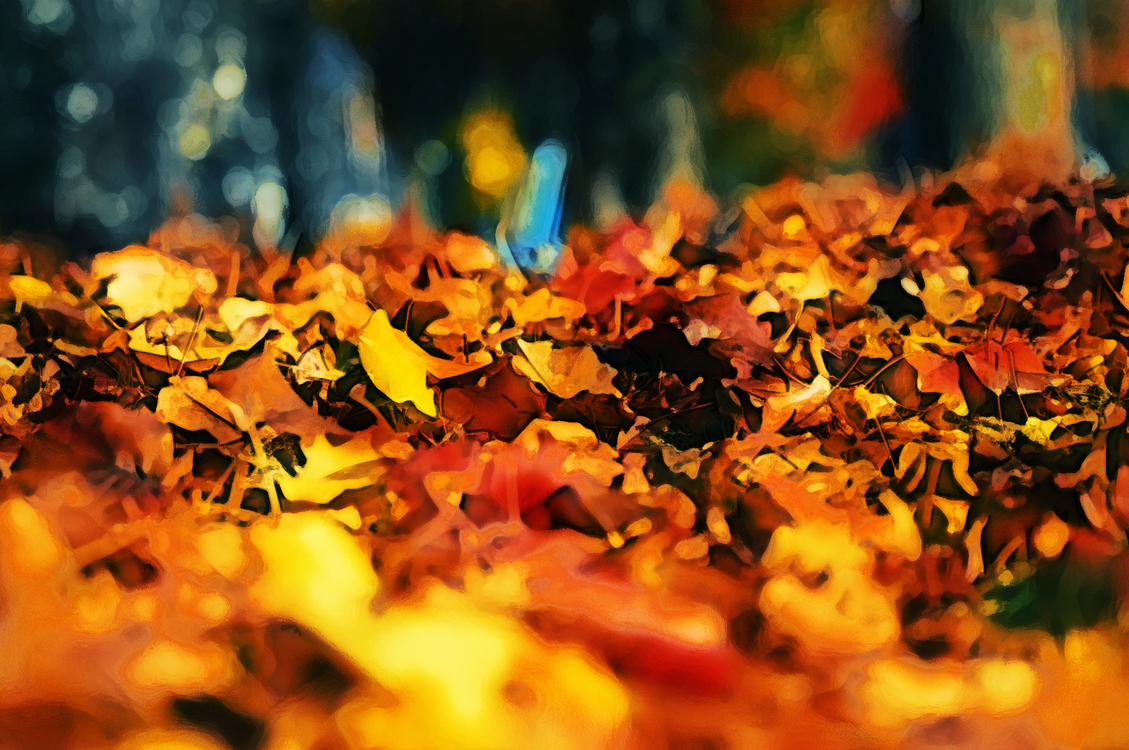 Leaf,Nature,Autumn