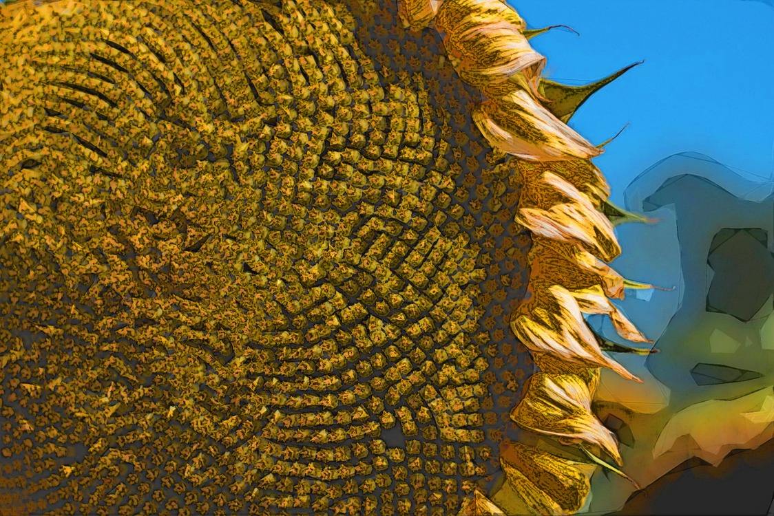 Sunflower,Yellow,Sunflower Seed