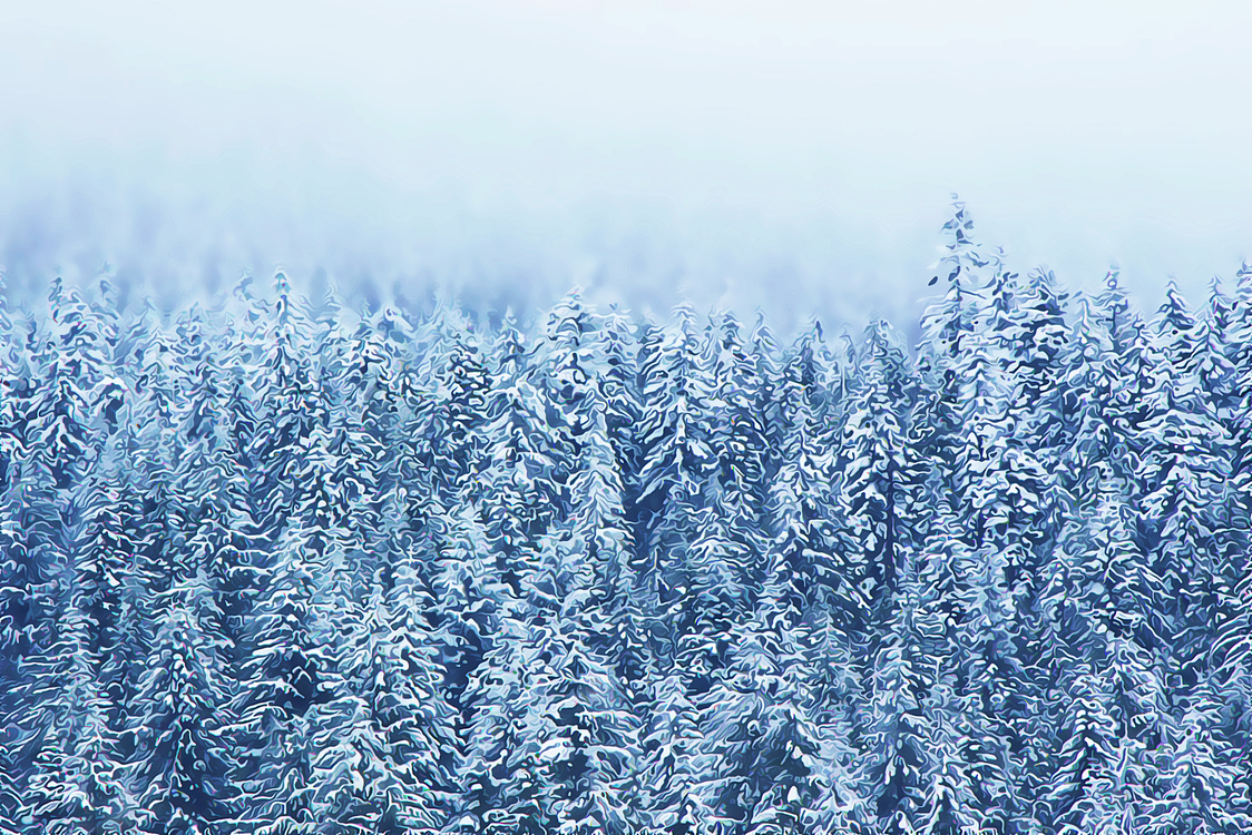 Blue,Tree,Winter