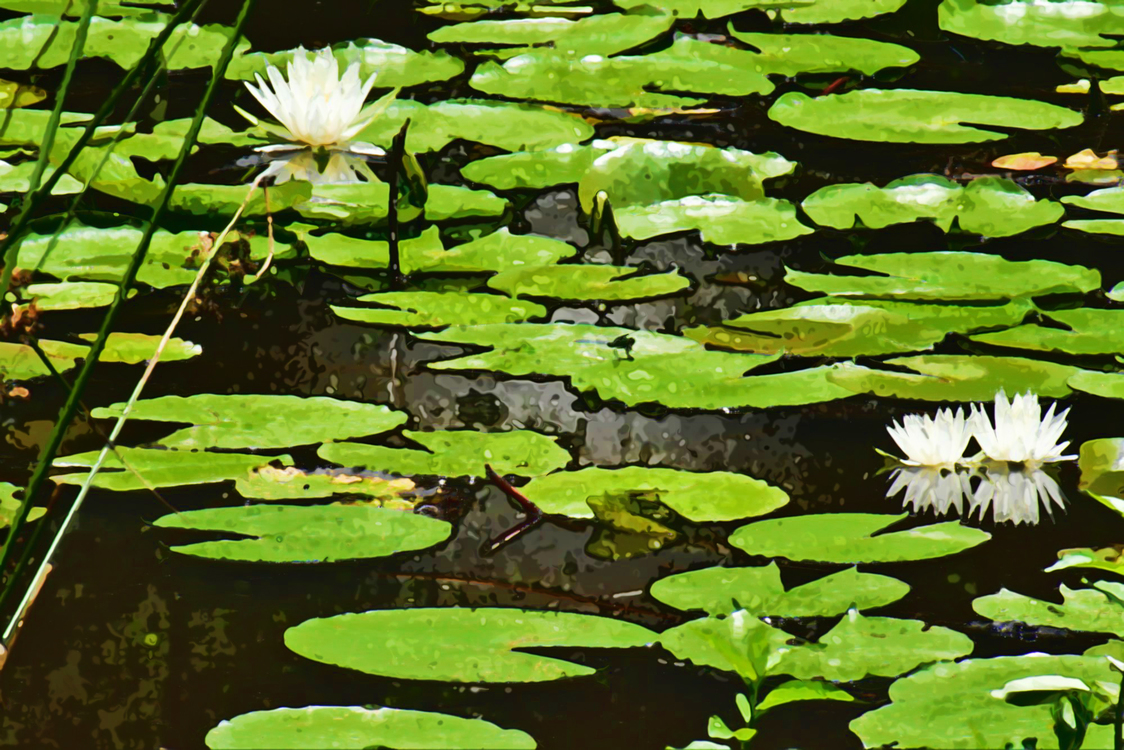 Flower,Fragrant White Water Lily,Aquatic Plant