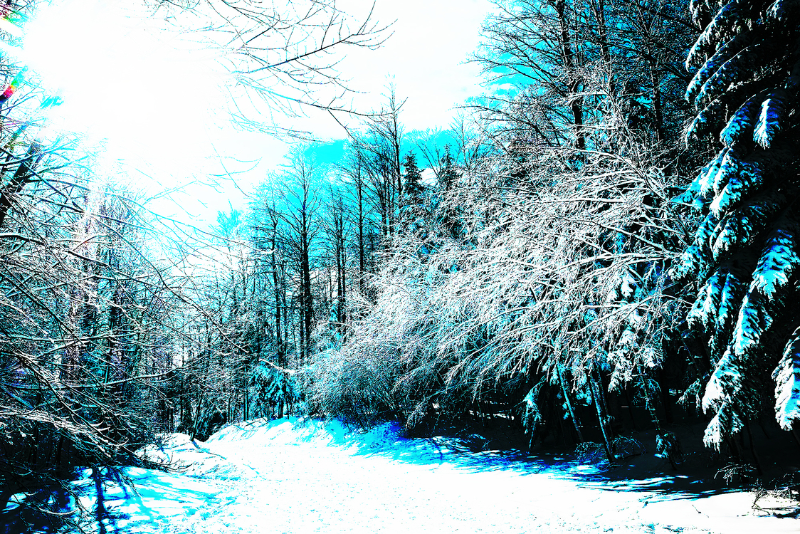 Nature,Winter,Natural Landscape