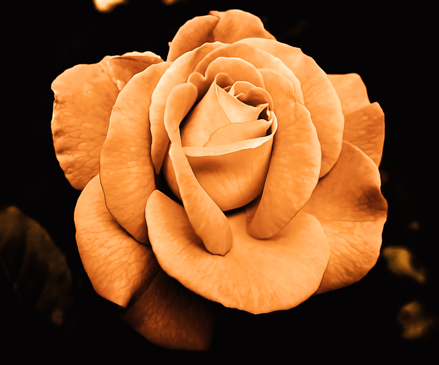 Petal,Rose,Flower
