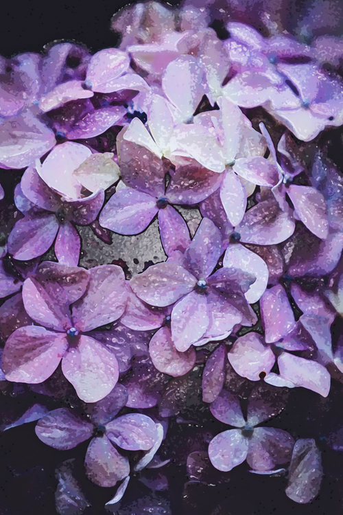 Flower,Purple,Violet