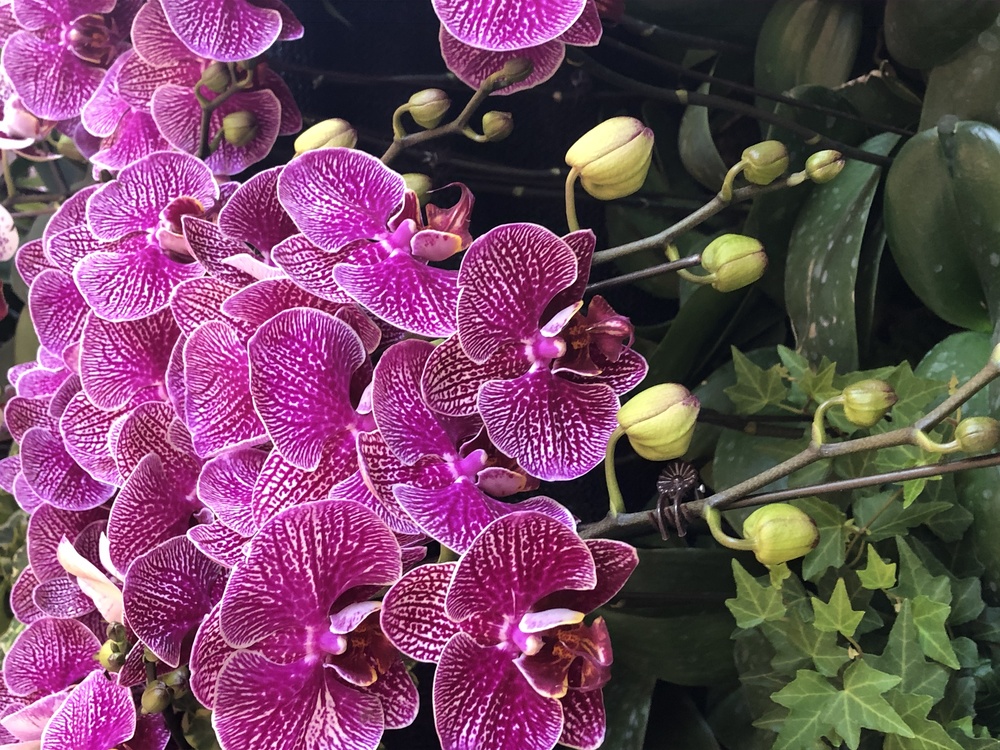 Flower,Flowering Plant,Moth Orchid