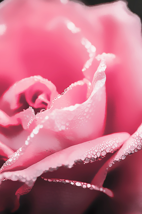 Pink,Petal,Garden Roses