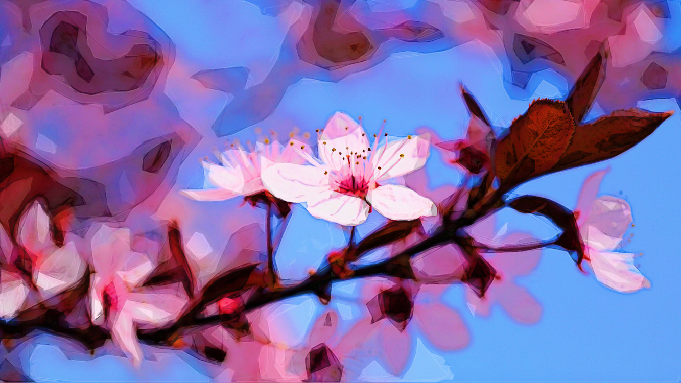 Branch,Blossom,Cherry Blossom