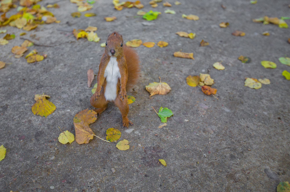 Leaf,Adaptation,Squirrel